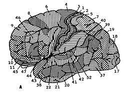 Brodmann1.JPG